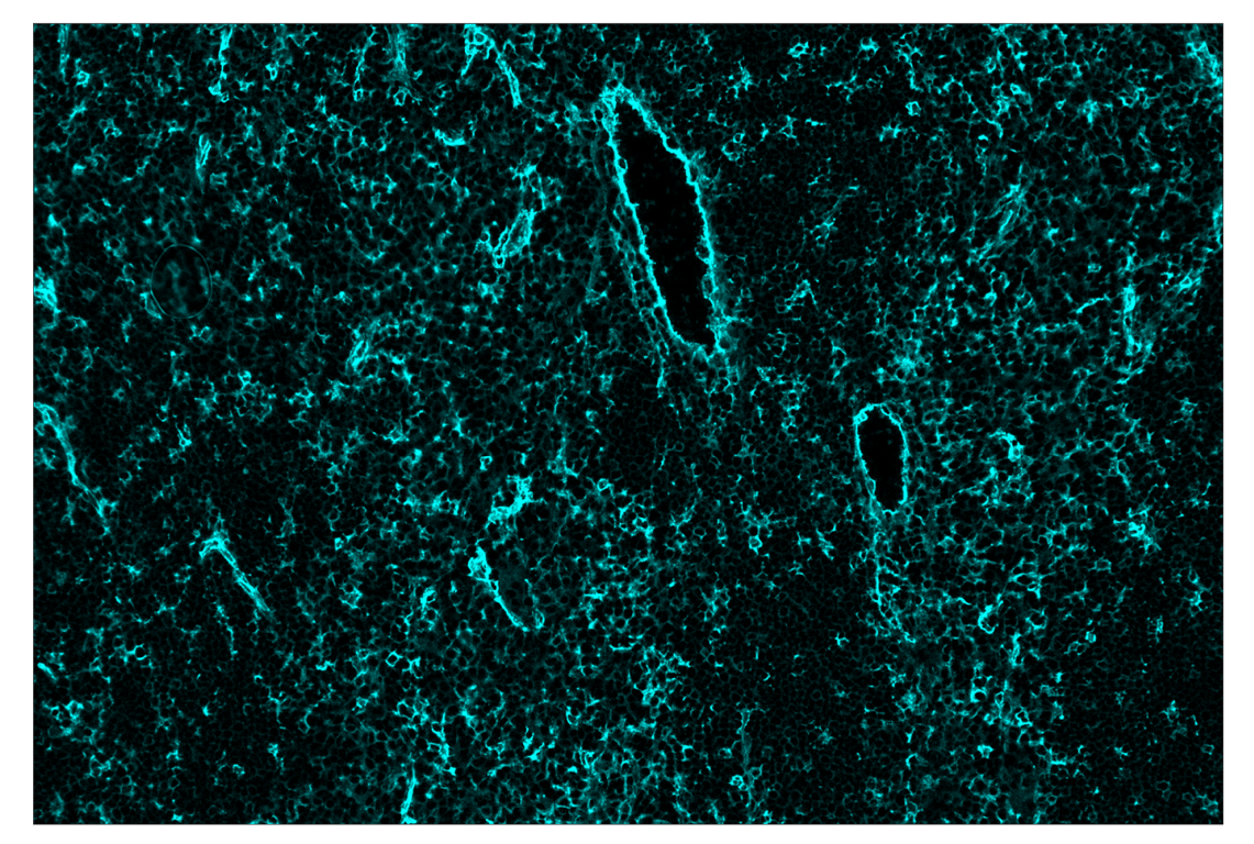 Immunohistochemistry Image 5: CD39/NTPDase 1 (E2X6B) & CO-0076-647 SignalStar<sup>™</sup> Oligo-Antibody Pair