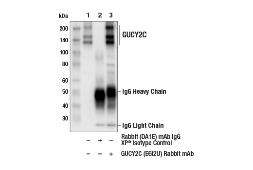 Immunoprecipitation Image 1: GUCY2C (E6I2U) Rabbit Monoclonal Antibody