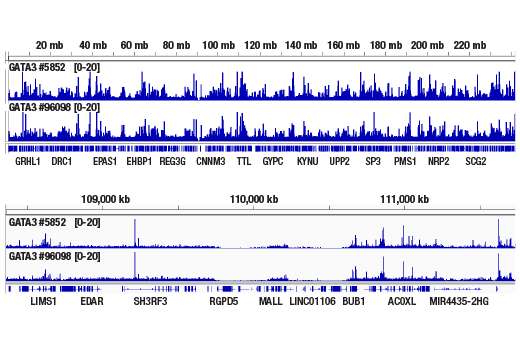 CUT & RUN Image 2: GATA-3 (E2N1Y) Mouse Monoclonal Antibody