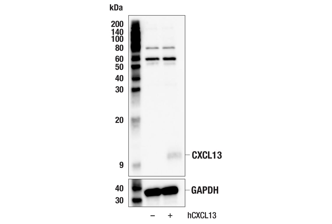 Western Blotting Image 2: CXCL13 (F6A4R) Rabbit Monoclonal Antibody