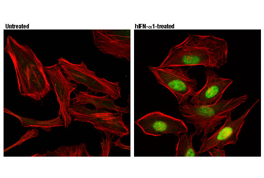 Immunofluorescence Image 1: IRF-9 (D2T8M) Rabbit Monoclonal Antibody