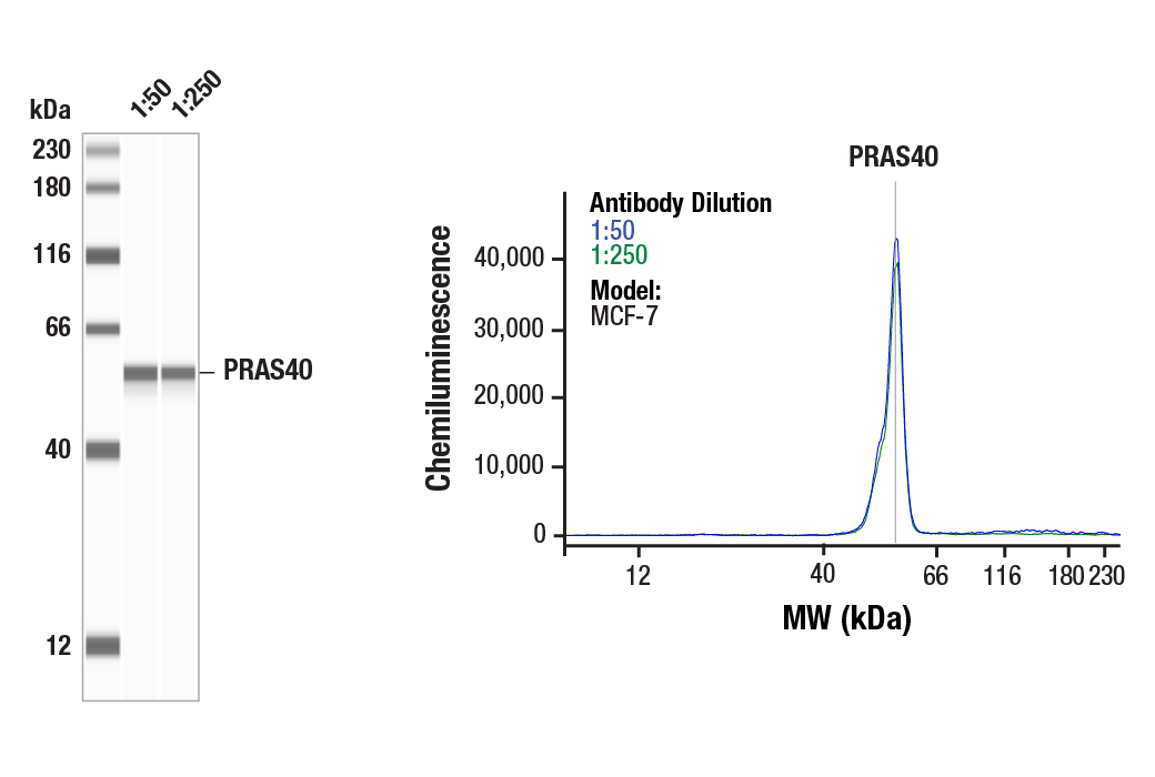 undefined Image 23: mTOR Regulation Antibody Sampler Kit