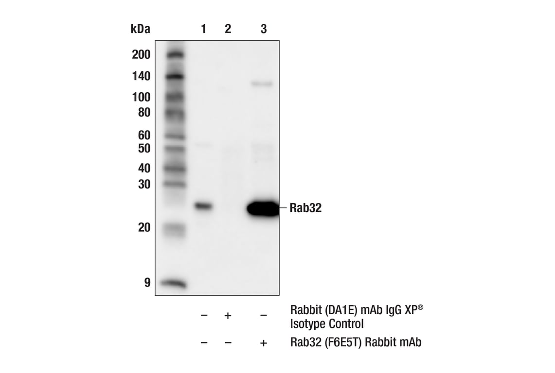 Immunoprecipitation Image 1: Rab32 (F6E5T) Rabbit Monoclonal Antibody
