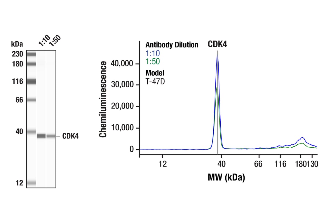Western Blotting Image 1: CDK4 (D9G3E) Rabbit Monoclonal Antibody
