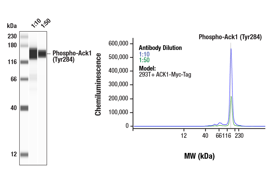 Western Blotting Image 1: Phospho-Ack1 (Tyr284) Antibody