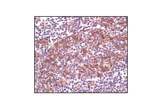 Immunohistochemistry Image 3: Phospho-cdc25C (Ser216) (63F9) Rabbit Monoclonal Antibody (BSA and Azide Free)