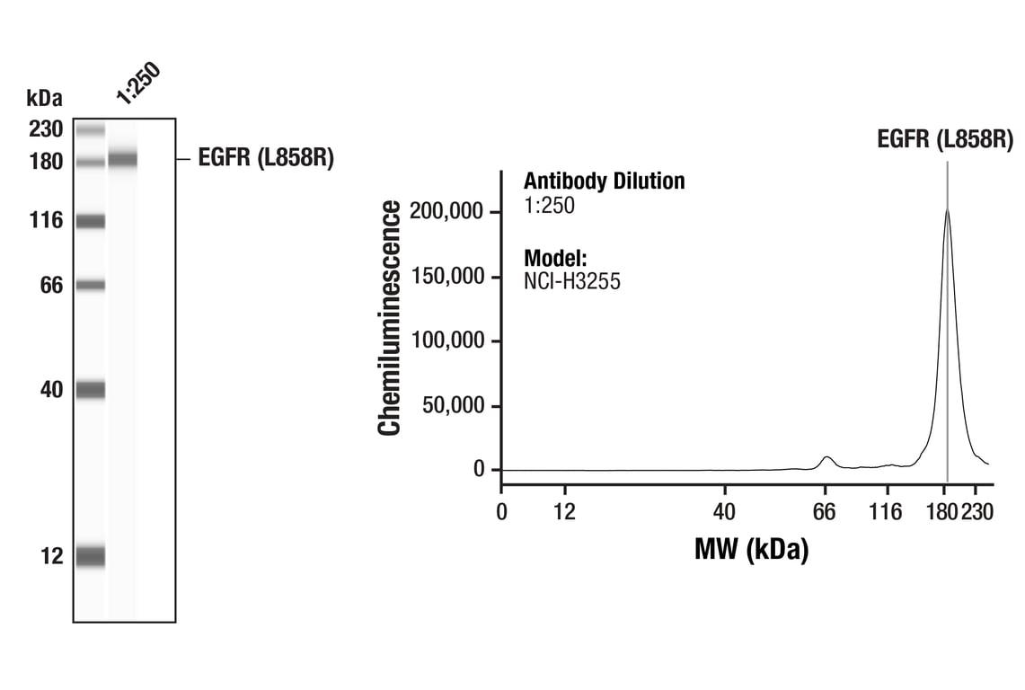 Western Blotting Image 1: EGF Receptor (L858R Mutant Specific) (43B2) Rabbit Monoclonal Antibody