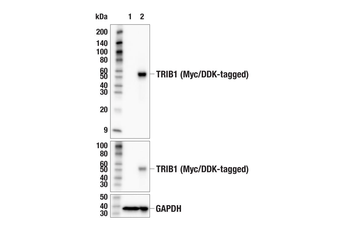 Western Blotting Image 2: TRIB1 (E6M3T) Rabbit Monoclonal Antibody