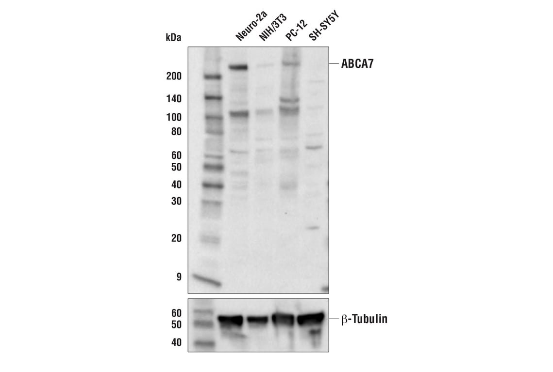 Western Blotting Image 2: ABCA7 (E7O5A) Rabbit Monoclonal Antibody