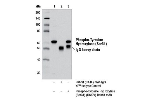 Immunoprecipitation Image 1: Phospho-Tyrosine Hydroxylase (Ser31) (D6I9V) Rabbit Monoclonal Antibody