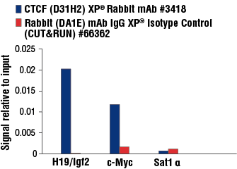 CUT & RUN Image 3: CTCF (D31H2) XP<sup>®</sup> Rabbit mAb