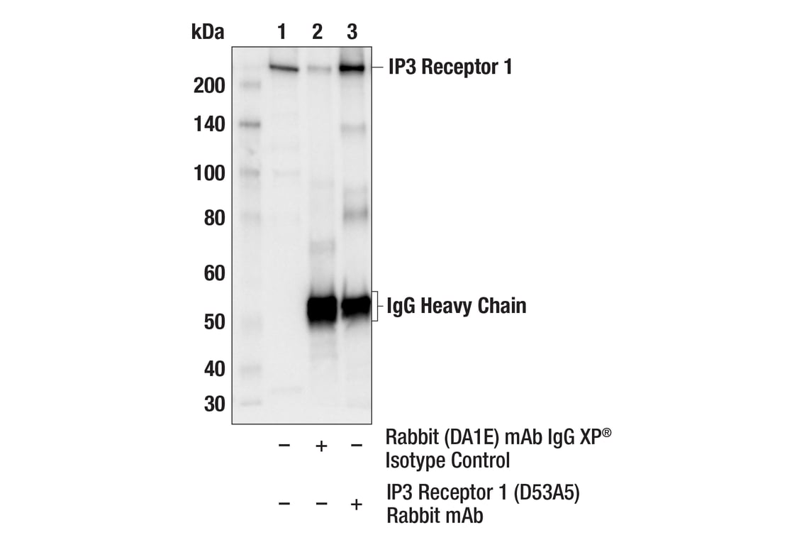 Immunoprecipitation Image 1: IP3 Receptor 1 (D53A5) Rabbit Monoclonal Antibody