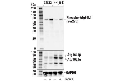 Western Blotting Image 2: Phospho-Atg16L1 (Ser278) (E7K6H) Rabbit Monoclonal Antibody
