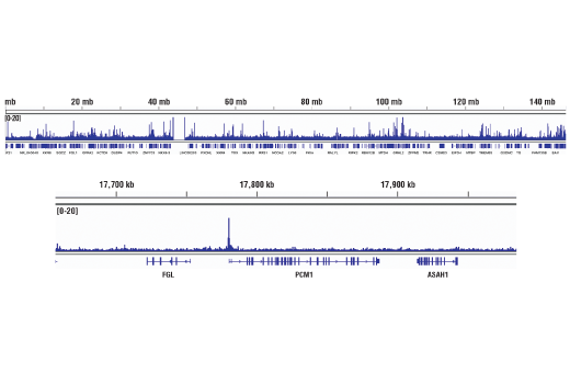Chromatin Immunoprecipitation Image 2: EGR1 (44D5) Rabbit Monoclonal Antibody