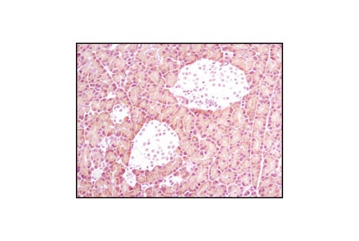 Immunohistochemistry Image 2: α-Amylase (D55H10) XP<sup>®</sup> Rabbit mAb