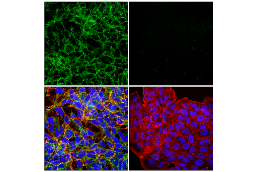 Immunofluorescence Image 1: MCT/SLC16A1 (E7F6Y) Rabbit Monoclonal Antibody