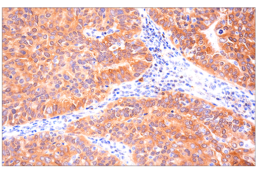 Immunohistochemistry Image 8: SOD1 (E4G1H) Rabbit Monoclonal Antibody