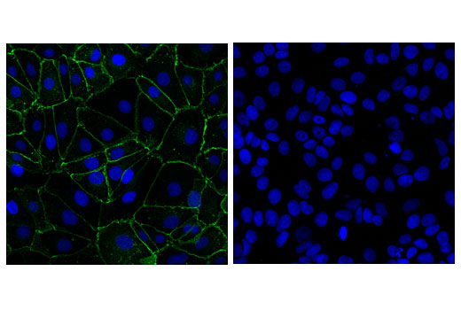 Immunofluorescence Image 1: OB-Cadherin (16G5) Mouse Monoclonal Antibody