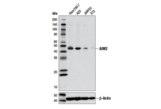 Western Blotting Image 2: AIM2 Antibody (Mouse Specific)