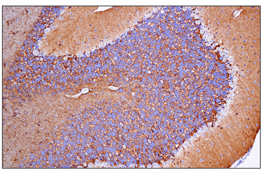 Immunohistochemistry Image 4: AQP4 (D1F8E) Rabbit Monoclonal Antibody (BSA and Azide Free)