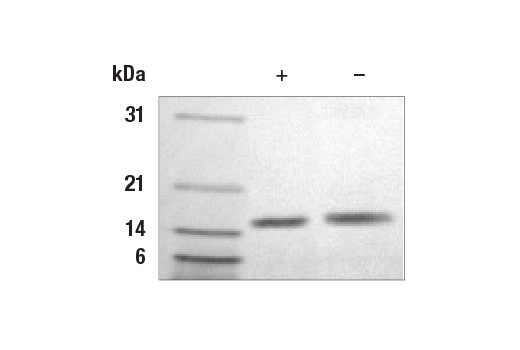 undefined Image 2: Human FGF-6 Recombinant Protein