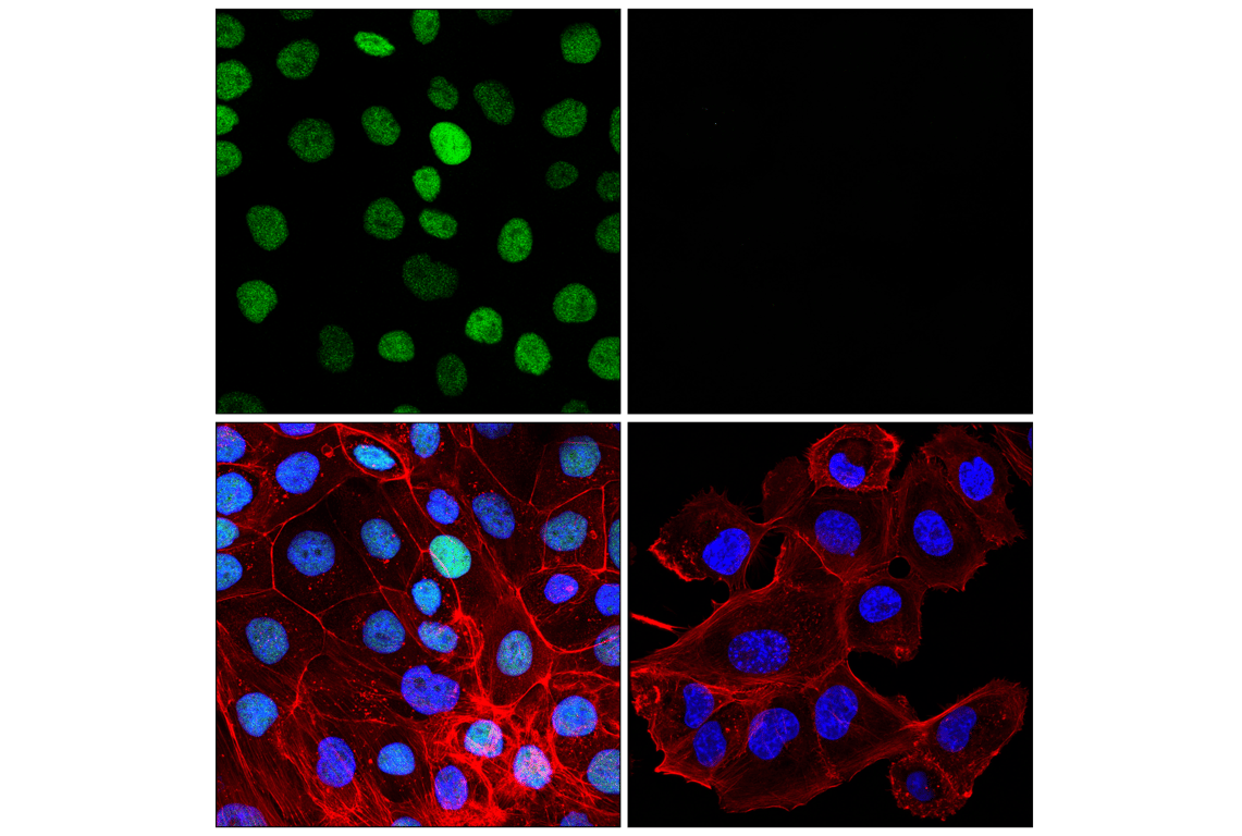 Immunofluorescence Image 1: ELF3 (F8J2G) Rabbit Monoclonal Antibody