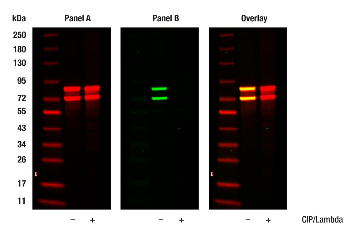 Western Blotting Image 1: Lamin A/C (4C11) Mouse Monoclonal Antibody