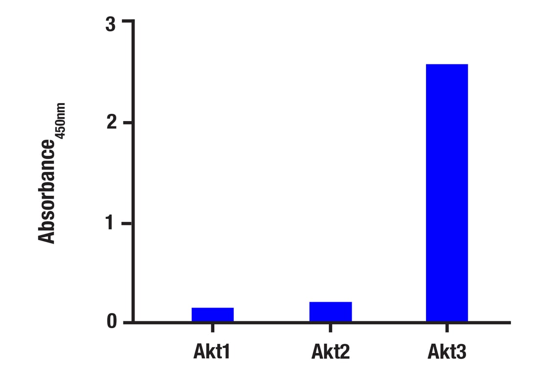 ELISA and/or ELISA-like Assays Image 5: Phospho-Akt (Ser473) (D9E) Rabbit Monoclonal Antibody (BSA and Azide Free)