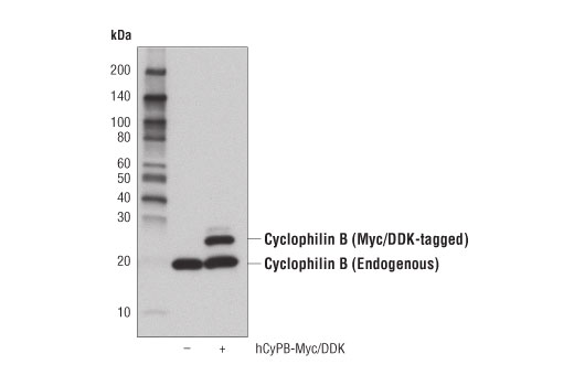 Western Blotting Image 3: Cyclophilin B (D1V5J) Rabbit Monoclonal Antibody