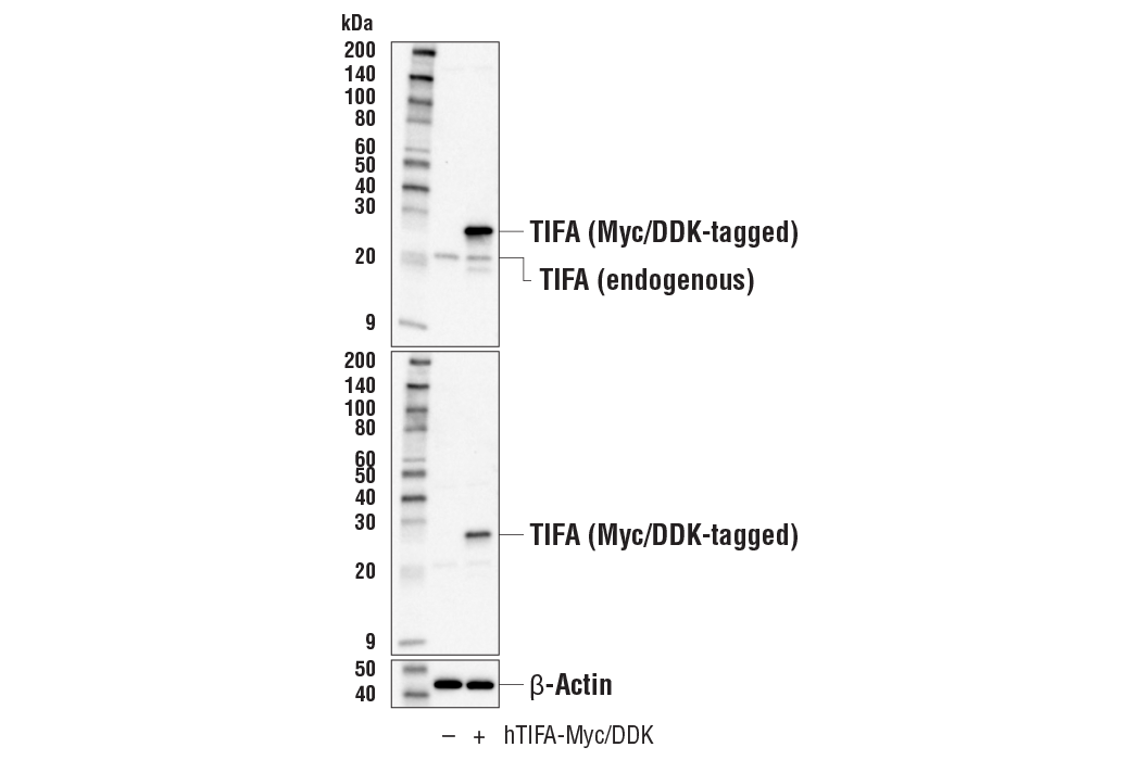 Western Blotting Image 2: TIFA (E9W1L) Rabbit Monoclonal Antibody