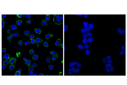 CD86 (E2G8P) Rabbit mAb (BSA and Azide Free) | Cell