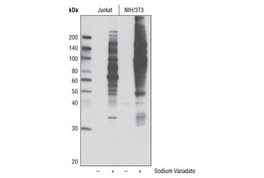 Western blot analysis of extracts from Jurkat and 3T3/NIH cells, untreated and treated with sodium vanadate (1 mM for 30 minutes), using Phospho-Tyrosine Mouse mAb (P-Tyr-100) (HRP Conjugate).