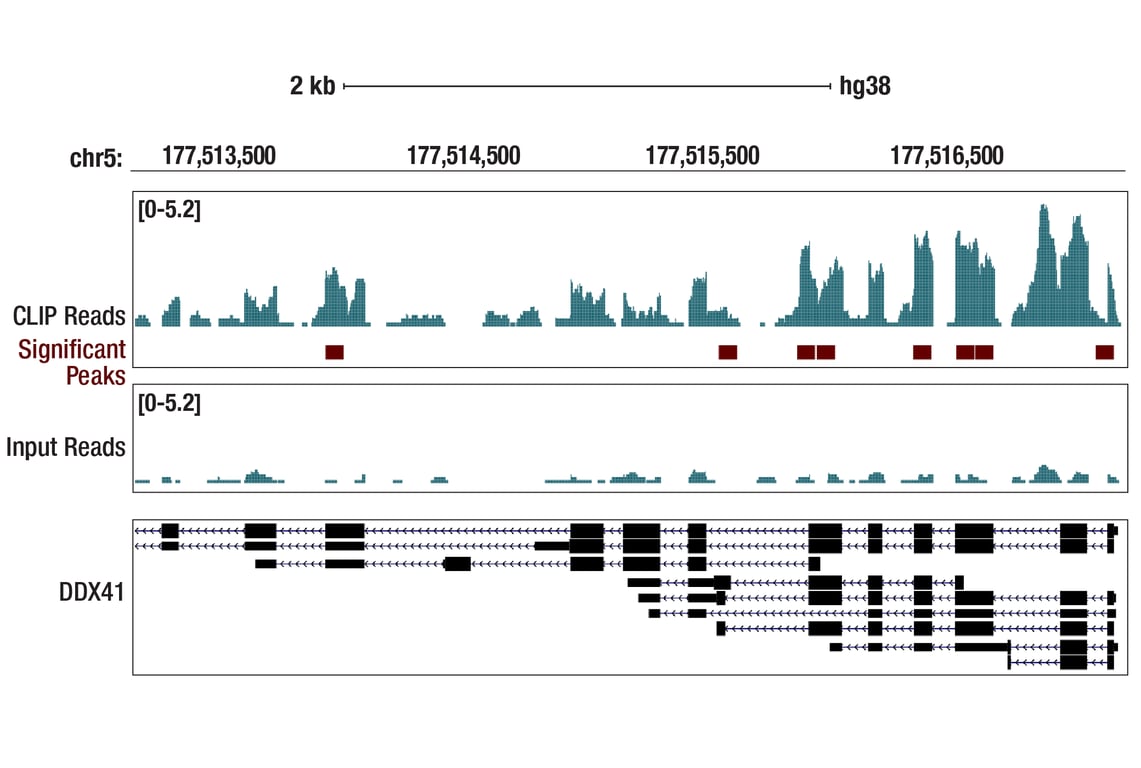 eCLIP Image 1: DDX41 (D3F1Z) Rabbit Monoclonal Antibody