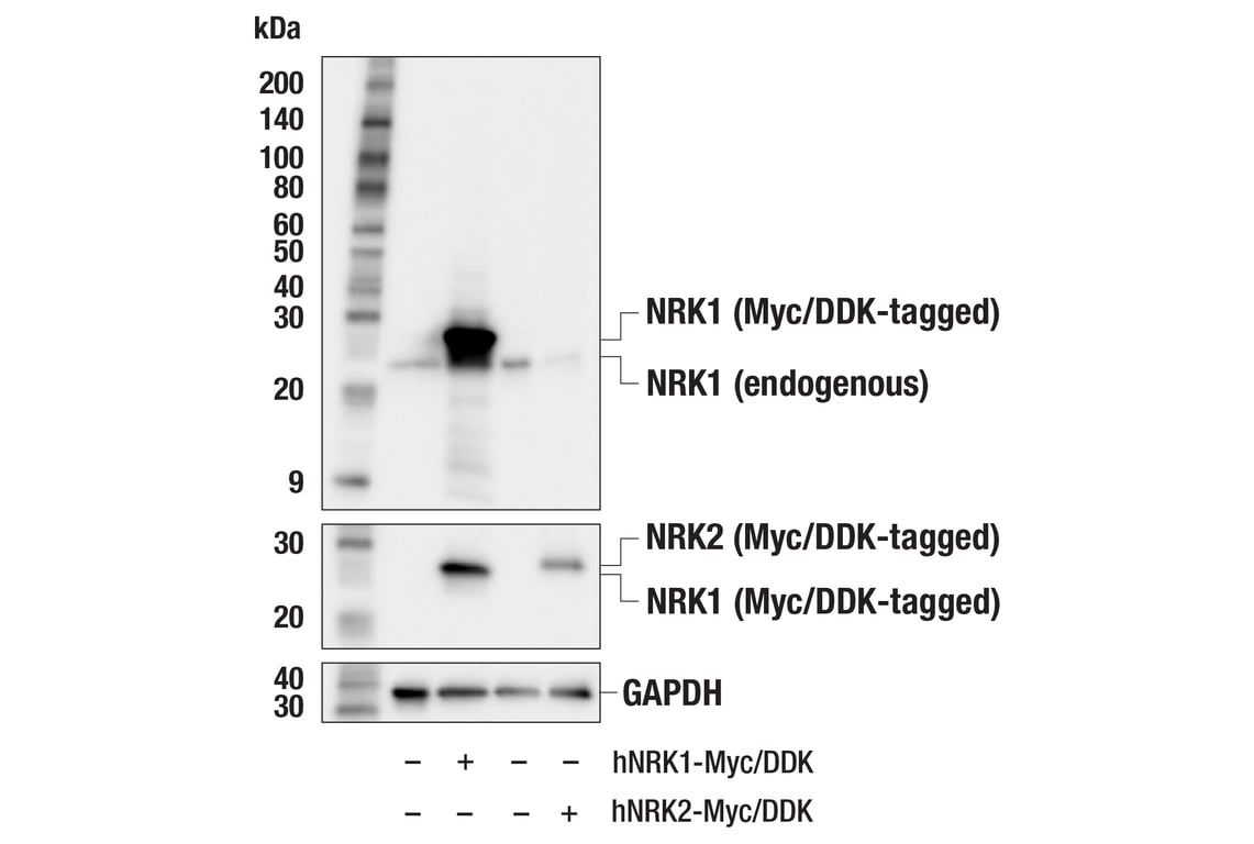 Western Blotting Image 3: NRK1 (F4F8L) Rabbit Monoclonal Antibody