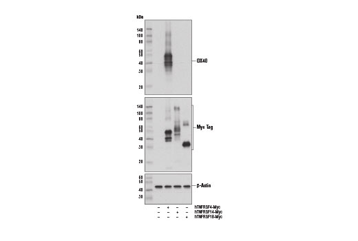 Western Blotting Image 2: OX40 (D4N3K) Rabbit Monoclonal Antibody