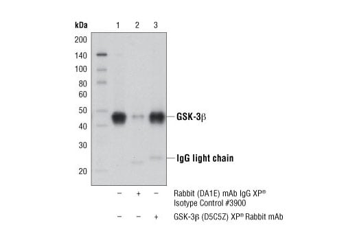 Immunoprecipitation Image 1: GSK-3 beta (D5C5Z) Rabbit Monoclonal Antibody