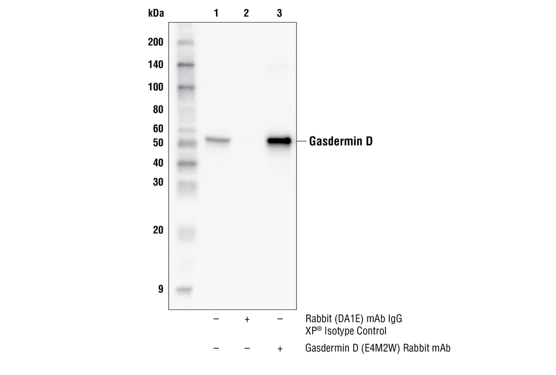 Immunoprecipitation Image 1: Gasdermin D (E4M2W) Rabbit Monoclonal Antibody