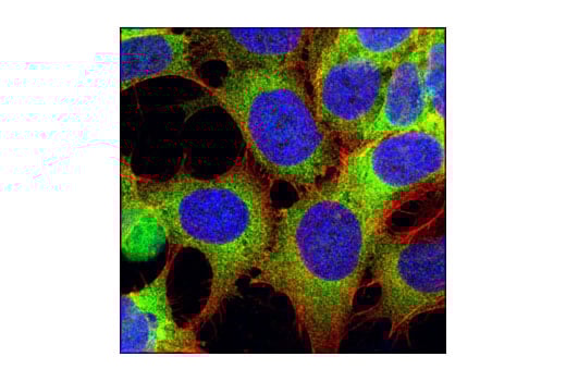 Immunofluorescence Image 1: eIF3H (D9C1) Rabbit Monoclonal Antibody