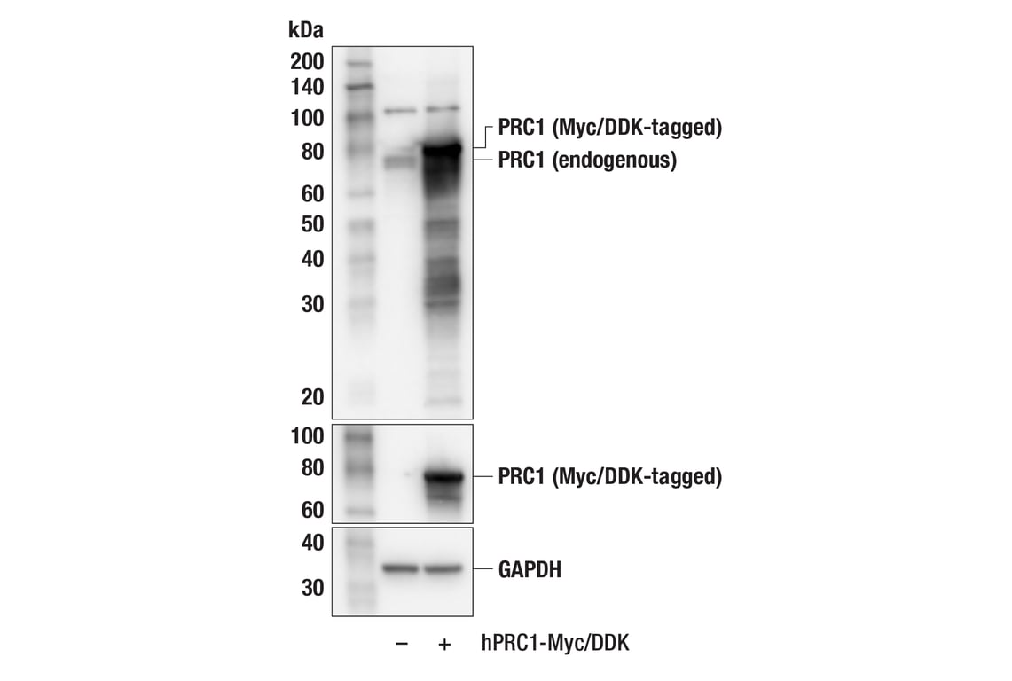 Western Blotting Image 2: PRC1 (F7C7R) Rabbit Monoclonal Antibody