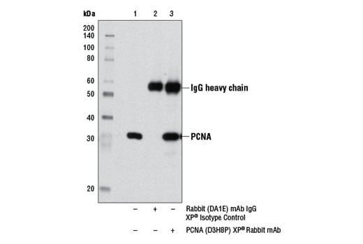 Immunoprecipitation Image 1: PCNA (D3H8P) Rabbit Monoclonal Antibody