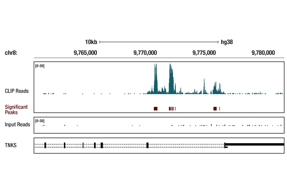eCLIP Image 1: S5a/PSMD4 (D20B2) Rabbit Monoclonal Antibody