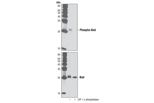 Western Blotting Image 2: Phospho-Bad (Ser136) (D25H8) Rabbit Monoclonal Antibody (BSA and Azide Free)