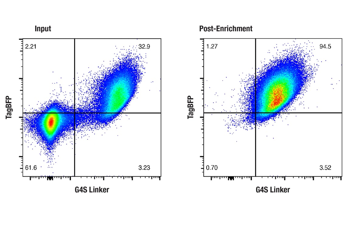 FUNC Image 2: CAR (G4S Linker) Cell Enrichment Kit