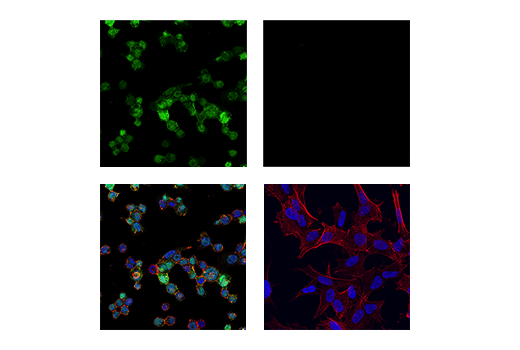 Immunofluorescence Image 1: Iba1/AIF-1 (E4O4W) Rabbit Monoclonal Antibody (BSA and Azide Free)