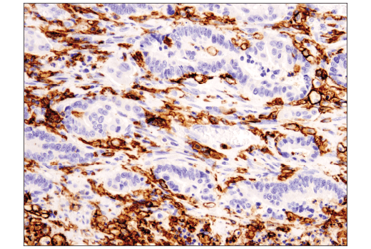 Immunohistochemistry Image 3: CD11c (D3V1E) Rabbit Monoclonal Antibody (BSA and Azide Free)