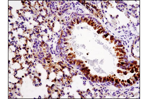Immunohistochemistry Image 4: Phospho-HSP27 (Ser82) (D1H2F6) Rabbit Monoclonal Antibody (BSA and Azide Free)