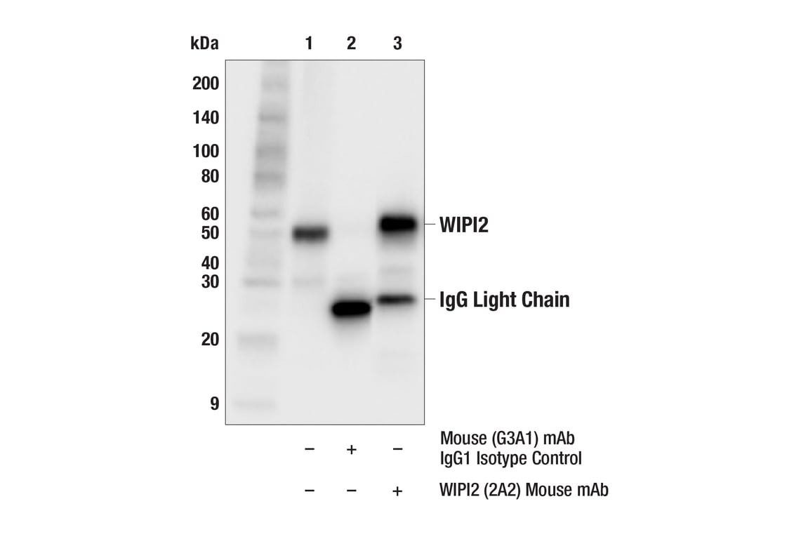 Immunoprecipitation Image 1: WIPI2 (2A2) Mouse Monoclonal Antibody