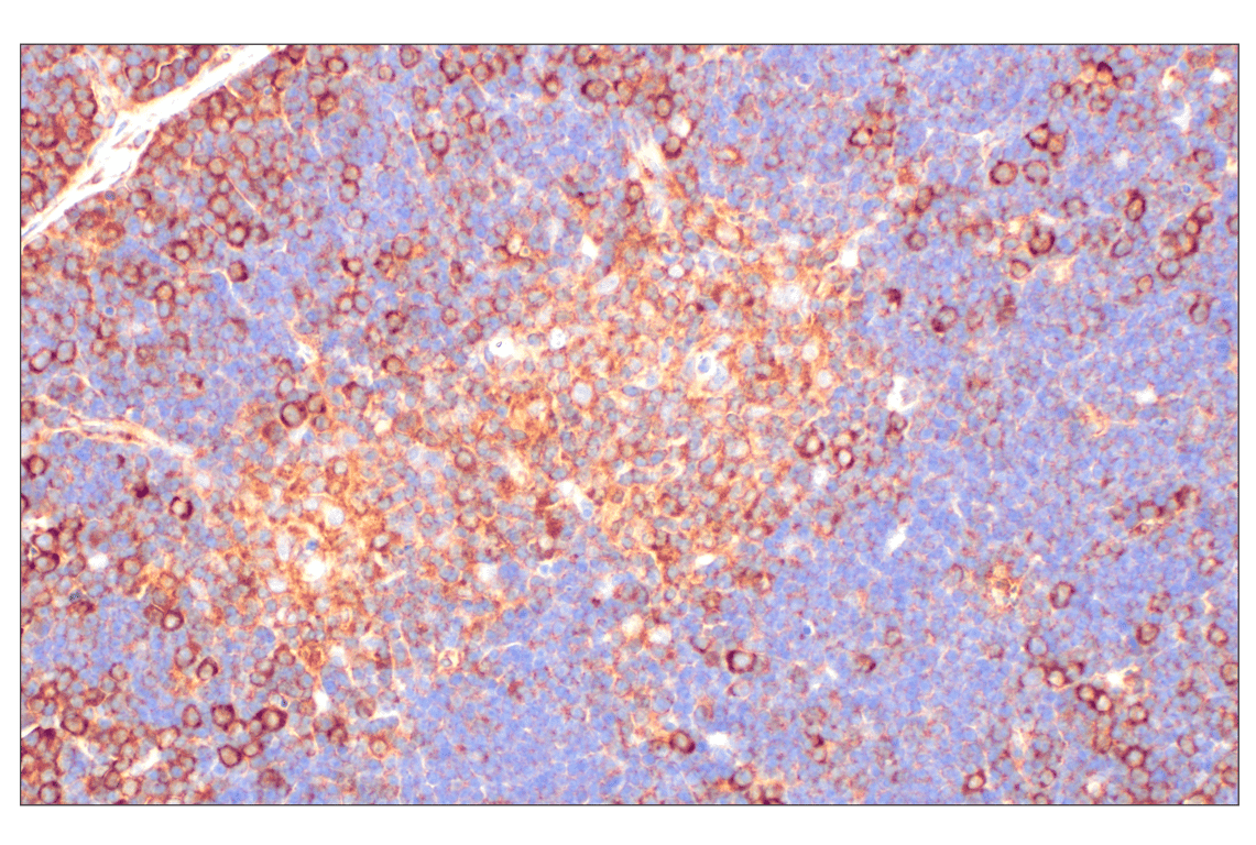 Immunohistochemistry Image 7: PABP1 (F6G6L) Rabbit Monoclonal Antibody