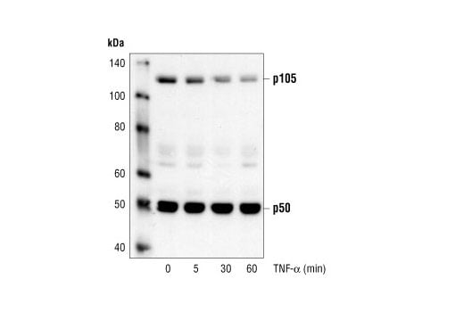 Western Blotting Image 2: NF-kappaB1 p105/p50 Antibody