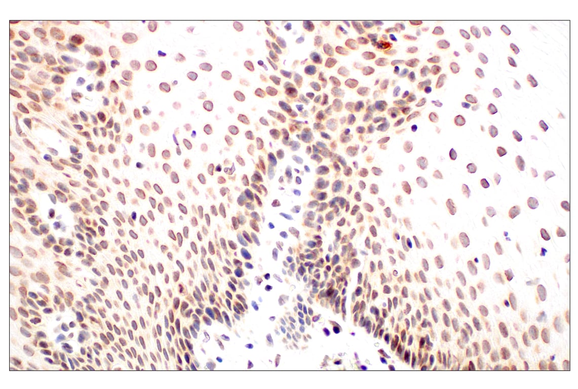Immunohistochemistry Image 5: POM121 (E3W3J) Rabbit Monoclonal Antibody